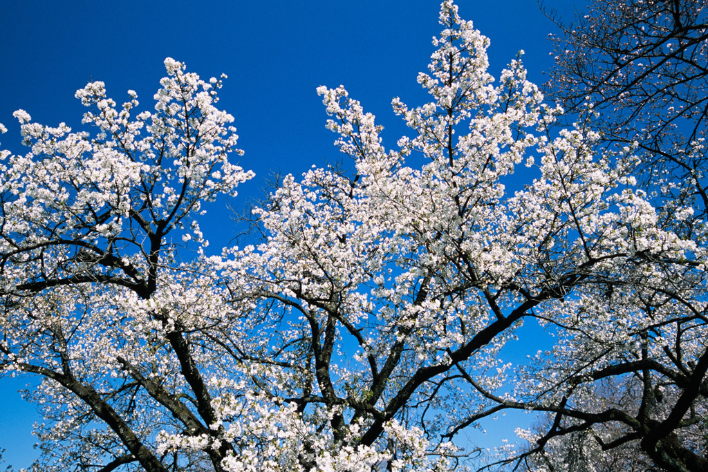 新宿御苑【サクラ：大島桜】②20200320