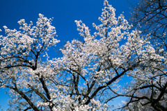 新宿御苑【サクラ：大島桜】②20200320