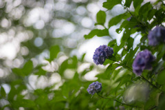 生田緑地【あじさい山の紫陽花】⑦20190622