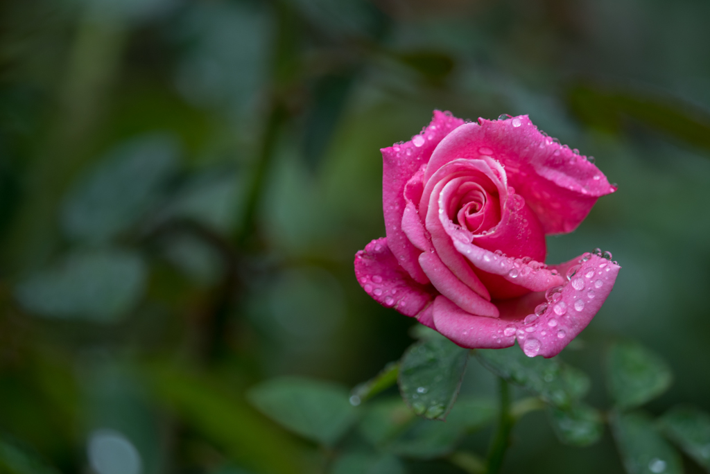 【大船植物園(薔薇：ファースト・プライス)】20161008