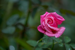 【大船植物園(薔薇：ファースト・プライス)】20161008