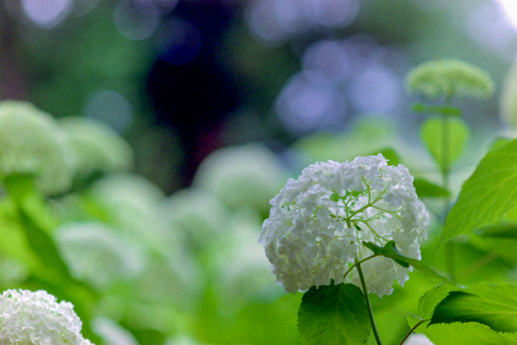 相模原北公園【紫陽花：アナベル】20200616