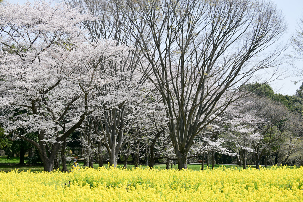 昭和記念公園【花の園（ナノハナとサクラ）】②20250408