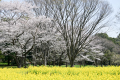 昭和記念公園【花の園（ナノハナとサクラ）】②20250408