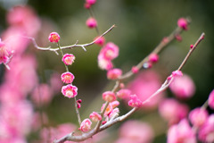 大船フラワーセンター【梅の花：唐梅】①20200215