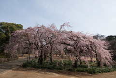 新宿御苑【桜：枝垂れ桜】①20170325