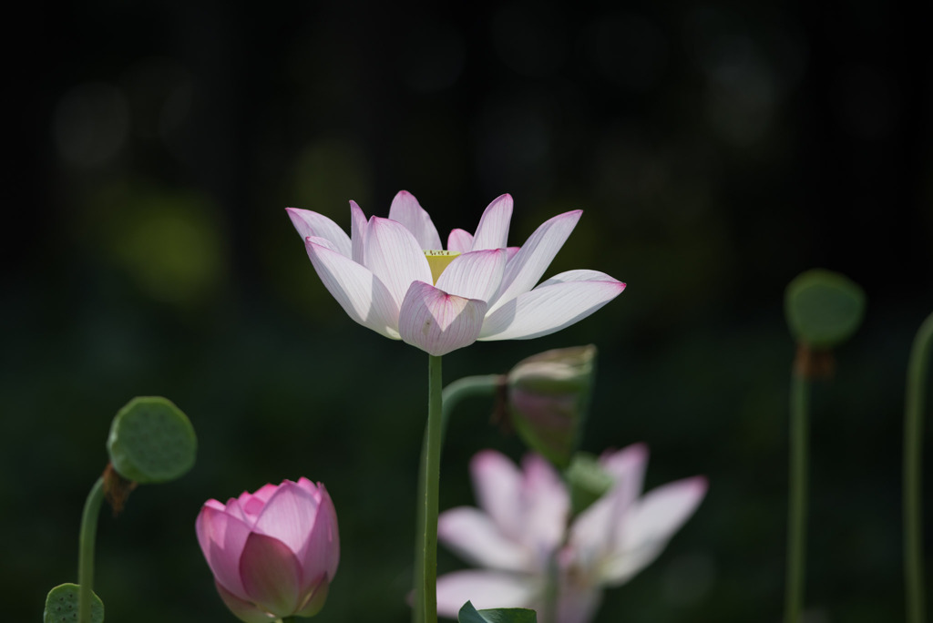 花菜ガーデン【田んぼたんぼの蓮】②20190818