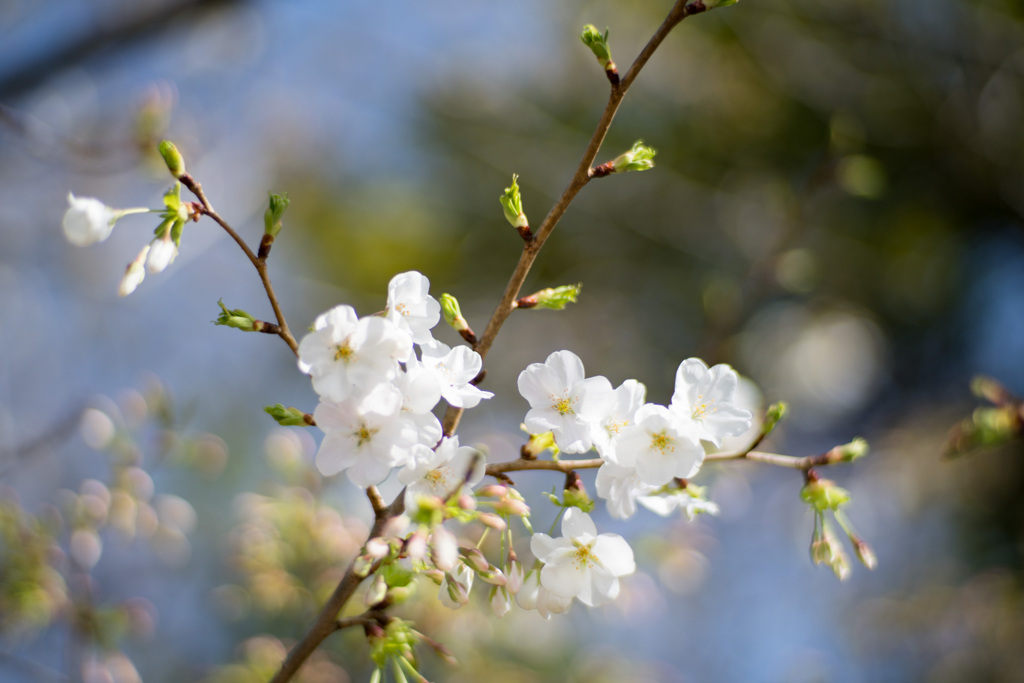 本牧山頂公園【大島桜】⑤20210317