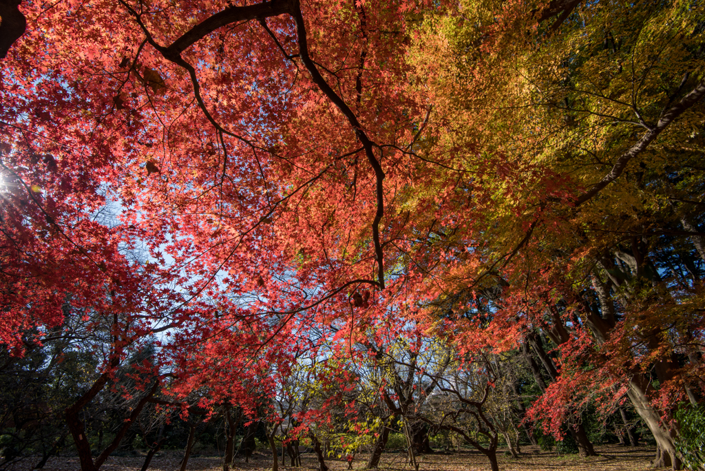 新宿御苑【モミジ山の紅葉】④20161210