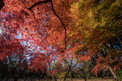 新宿御苑【モミジ山の紅葉】④20161210