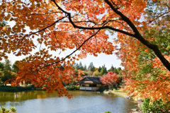 昭和記念公園【日本庭園：池側から見る清池軒】②20241119