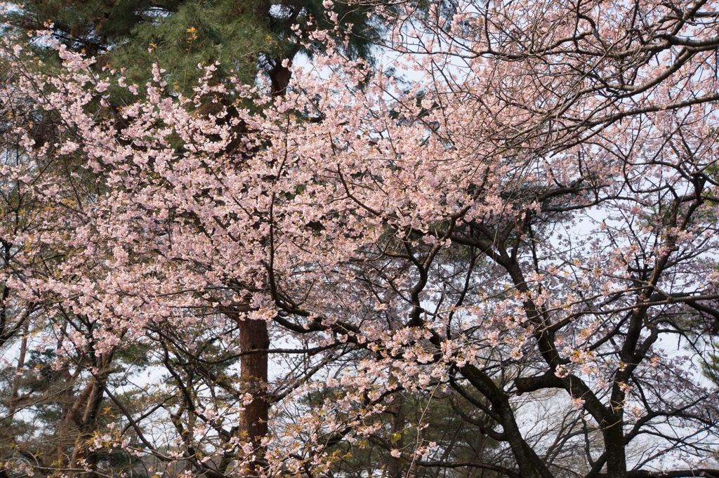 神代植物公園【桜：大寒桜】②20170319