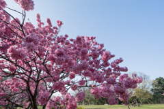 本牧山頂公園【サクラ：横浜緋桜】②20200321