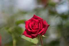 【京成バラ園(薔薇：熱情)】20161023