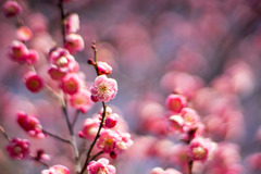 府中市郷土の森【梅の花：唐梅】②20200211