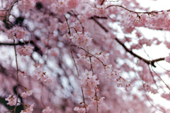 新宿御苑【桜：枝垂れ桜】⑥20230314銀塩N