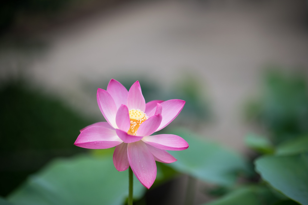 薬師池公園【蓮の花】①20210624