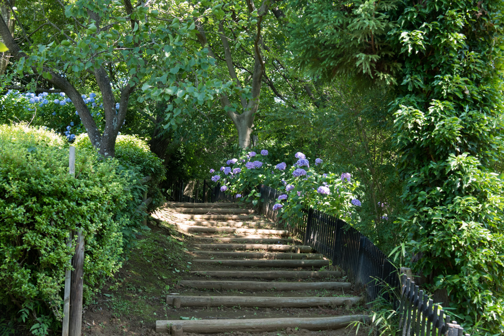 えびね苑【道沿いの紫陽花】①20220625