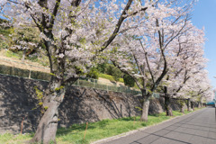 近所のサクラ【元石川の緑道】②20200404