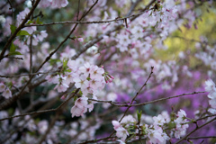 城山かたくりの里【御殿場桜】20230330