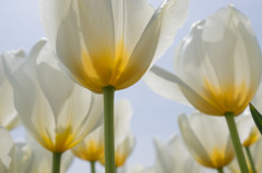 【花菜ガーデン(チューリップ)】⑦20160410