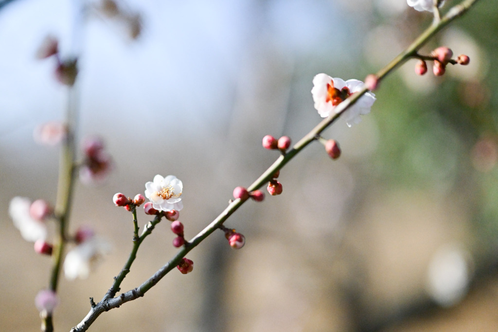 小田原フラワーガーデン【梅の花：凝馨】20260130