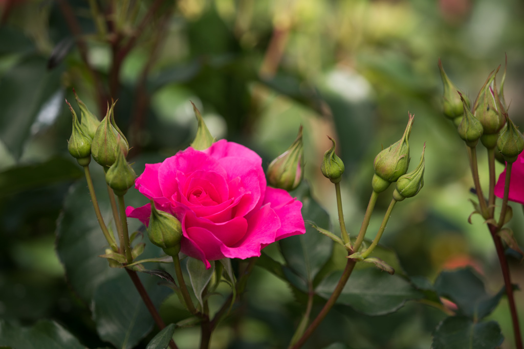 【大船植物園(うらら)】20150503