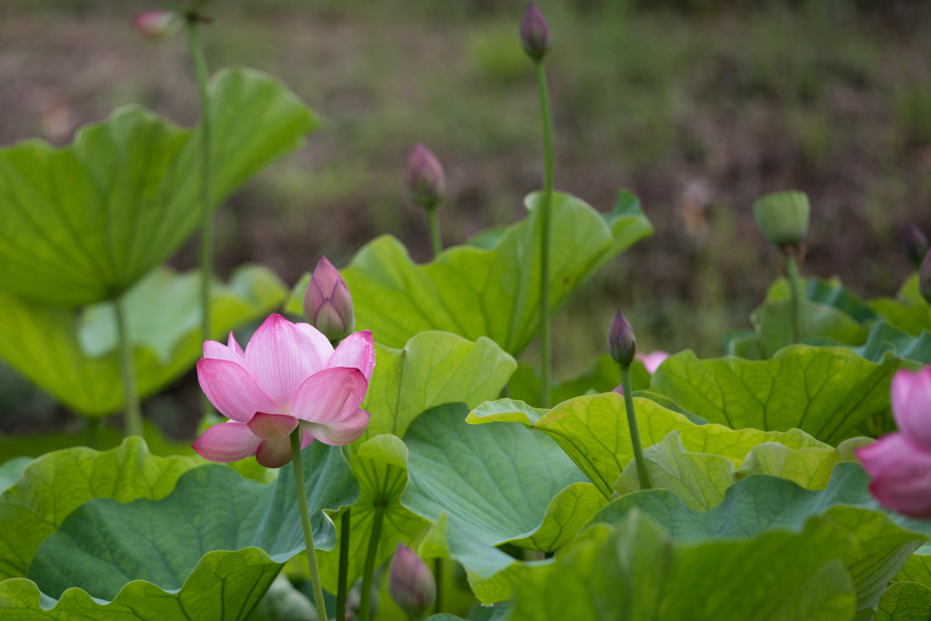 【昭和記念公園(こもれびの里の蓮)】20150704