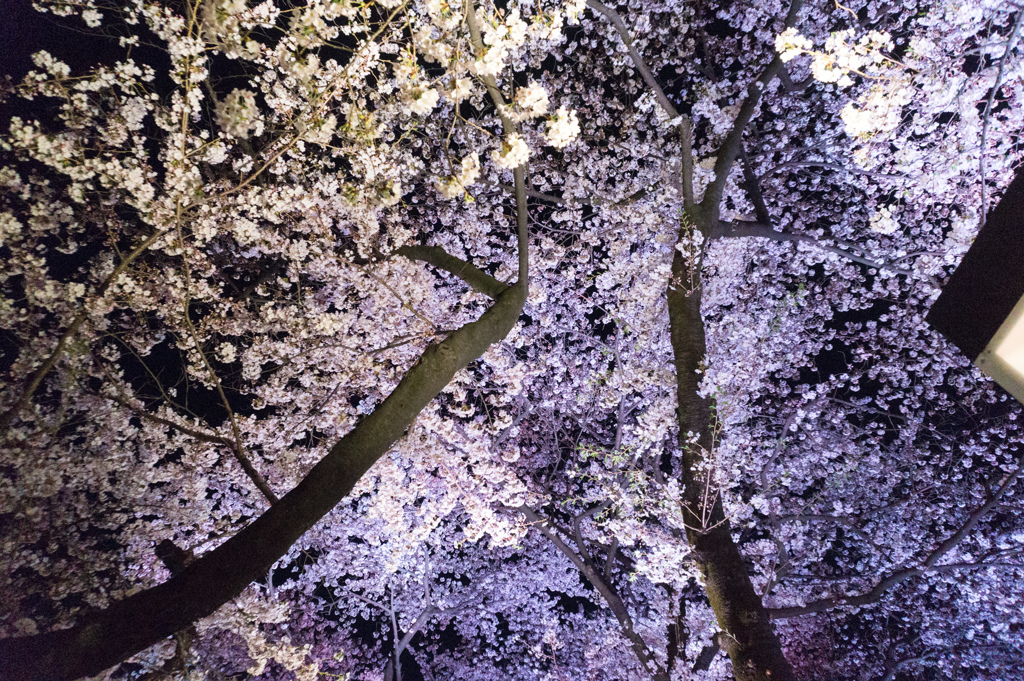 【千鳥ヶ淵の夜桜】⑤20170407