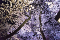 【千鳥ヶ淵の夜桜】⑤20170407