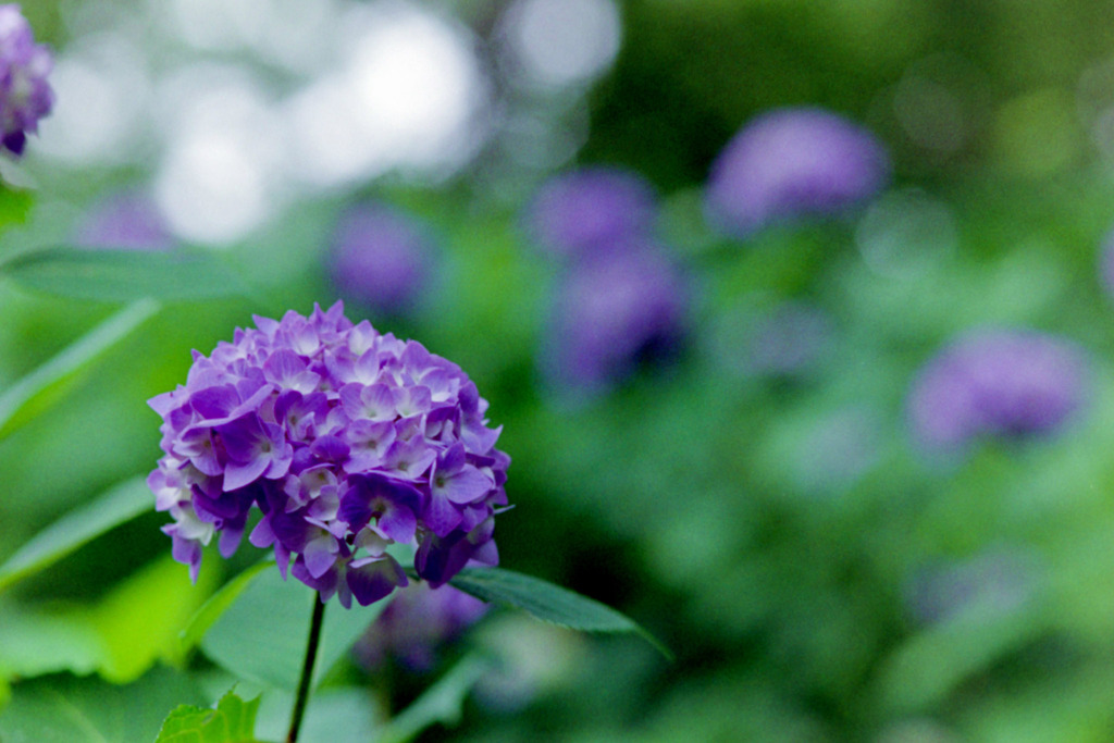 生田緑地【あじさい山の紫陽花】③20200604