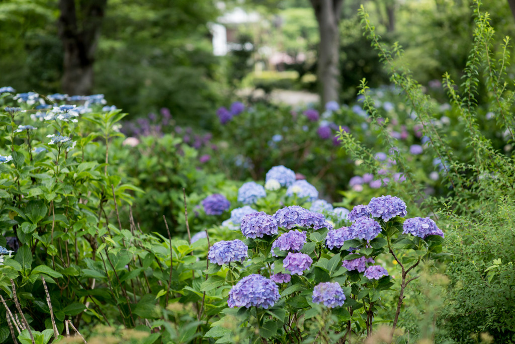 府中市郷土の森【群生するアジサイ】④20190629