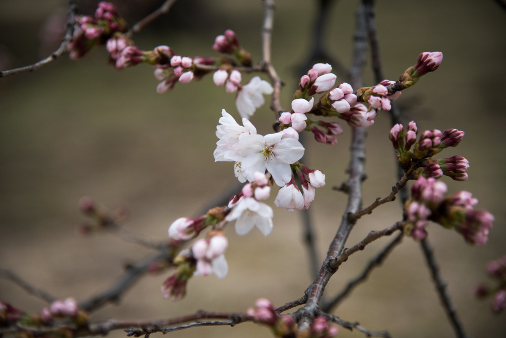 新宿御苑【早咲き桜：染井吉野】①20220320
