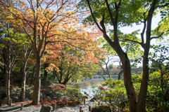 昭和記念公園【日本庭園：池周辺の紅葉】②20211106