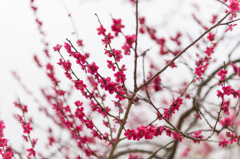 【小田原フラワーガーデン(紅千鳥)】20150314