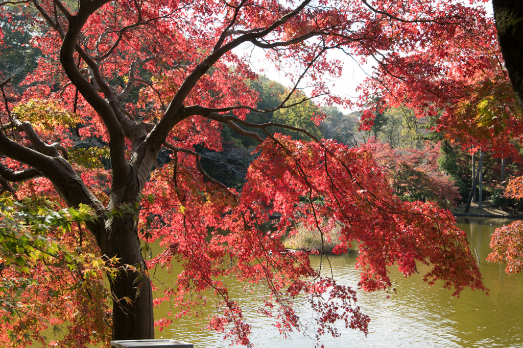 薬師池公園【薬師池沿いの紅葉】③20221112