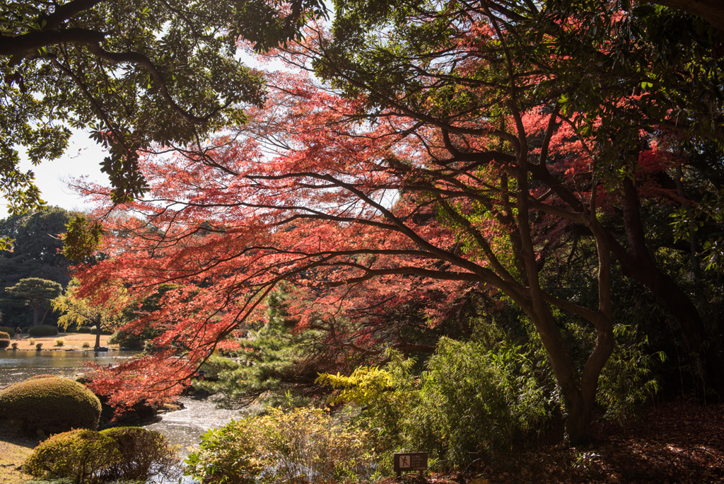 新宿御苑【上の池最後のモミジ】①20161210