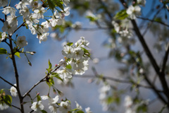 小石川植物園【桜：染井吉野(帝吉野)】②20210323