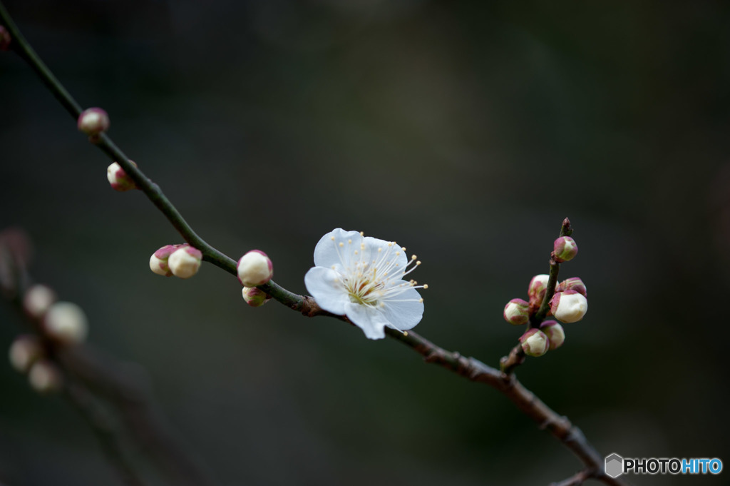 【大船植物園(残雪)】20160206
