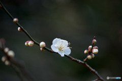 【大船植物園(残雪)】20160206