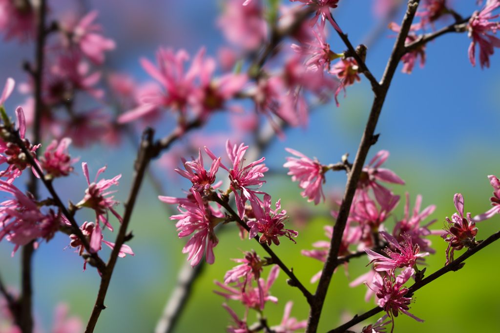 神代植物公園【ハナモモ菊桃】②20170423