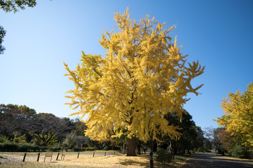 昭和記念公園【自転車道沿い：イチョウ】①20221108