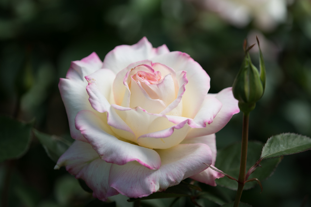 【大船植物園(魅惑)】20150503