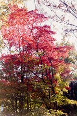 【心行寺裏手沿いの紅葉】②20181125