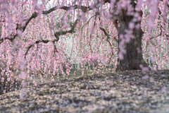 鈴鹿の森庭園【しだれ梅(早朝)】⑤20190316