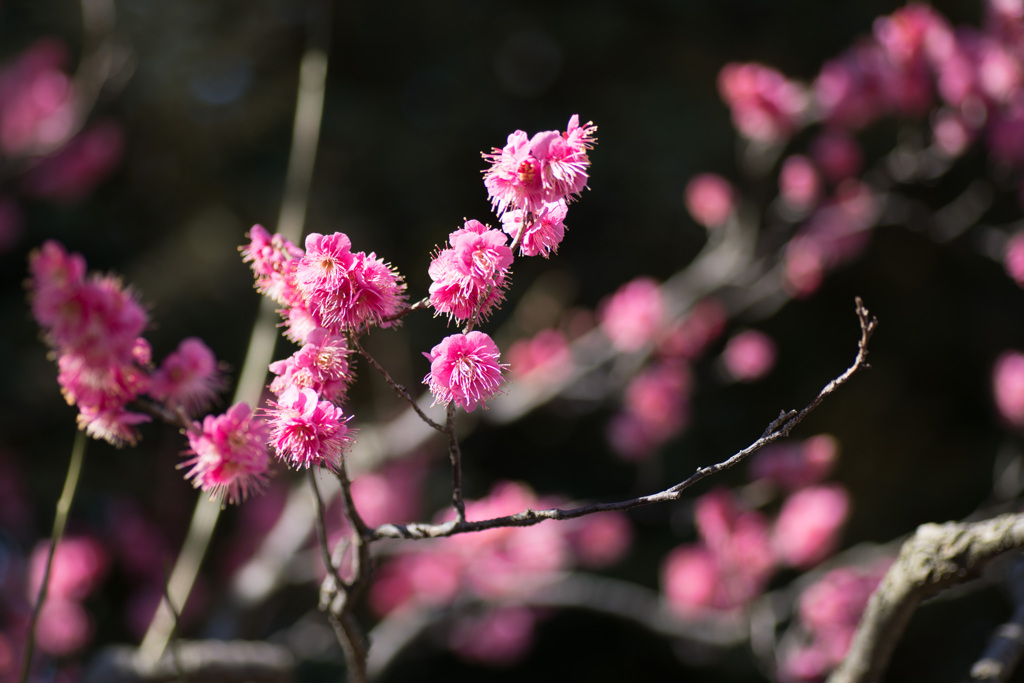 大船フラワーセンター【梅の花：大盃】②20210206
