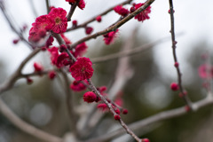 大船フラワーセンター【梅の花：鹿児島紅】20200215
