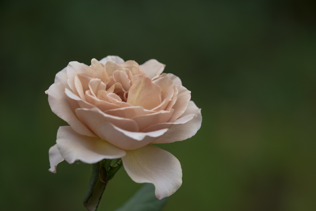 【花菜ガーデン(薔薇：カフェ・ラテ)】20161010