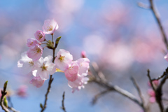 神代植物公園【神代曙のアップ】②20230319