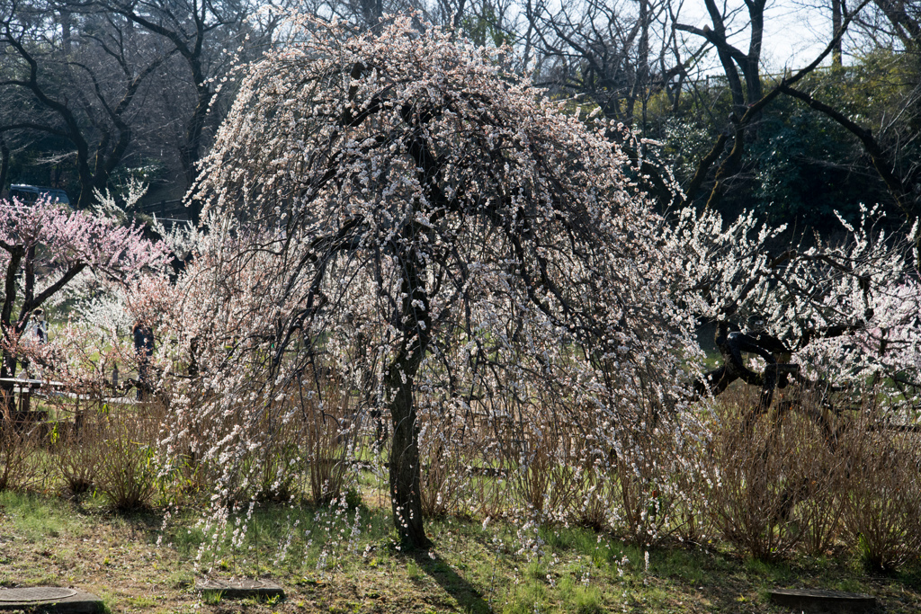 大倉山公園梅林【梅：白滝枝垂】20230304